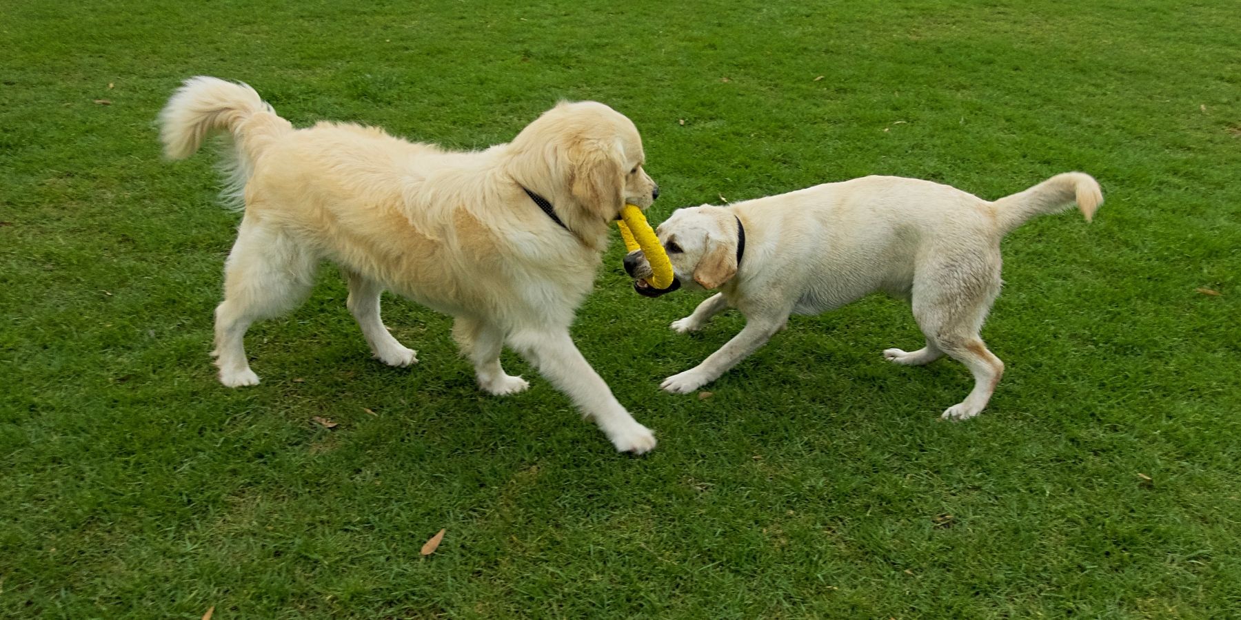 Should You Let A Dog Win Tug Of War?