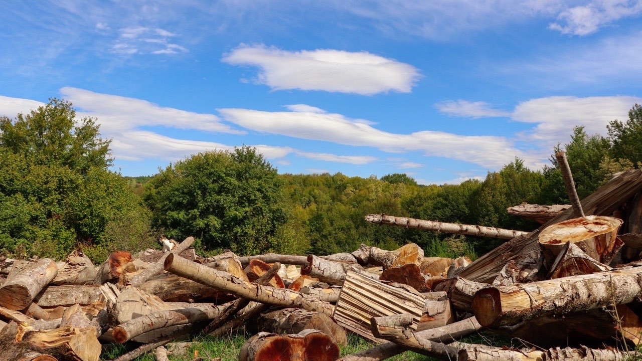 How Land Clearing Contractors Choose Between a Mulcher and Other Vegetation Removal Methods